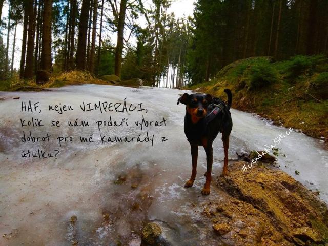 Dobročinná procházka s Čendou na síti