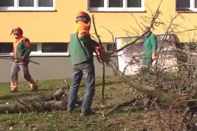V Ellerově ulici se kácely nemocné stromy