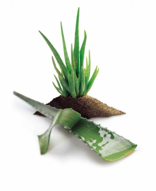 Využití aloe vera a kolostra