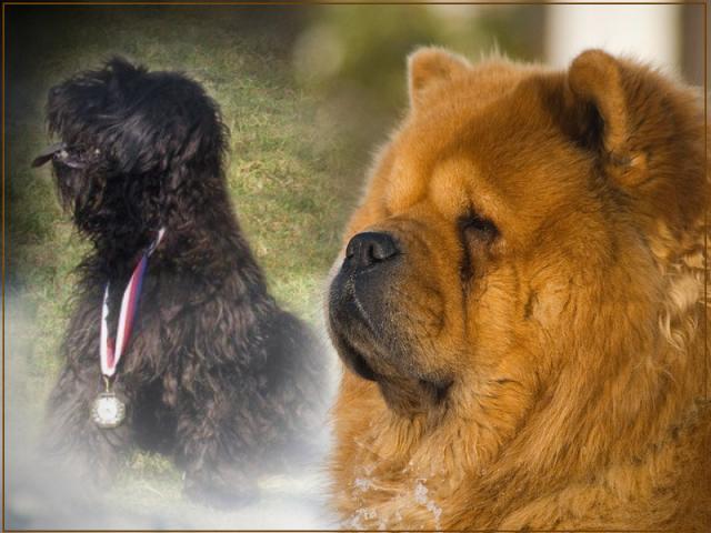 Alíkův pohár 2014