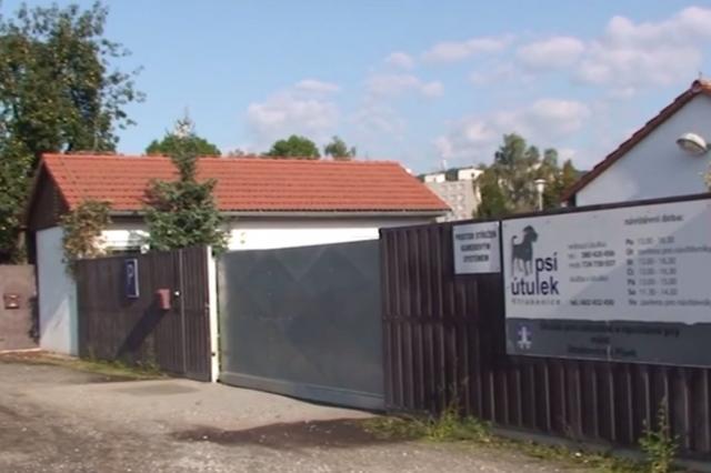 Venčící návštěva psího útulku
