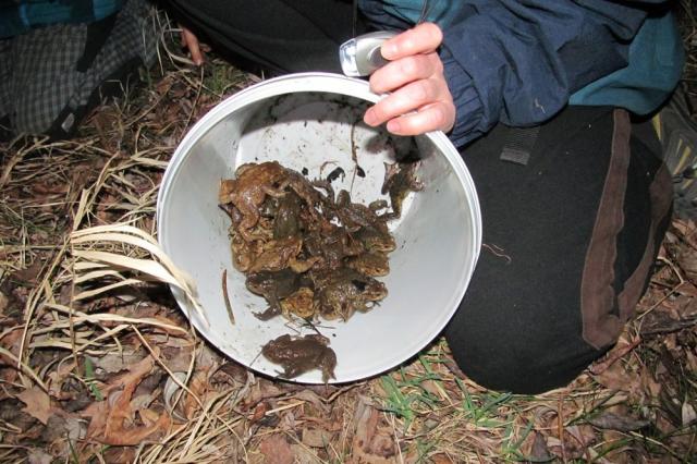 Staň se zachráncem žab!