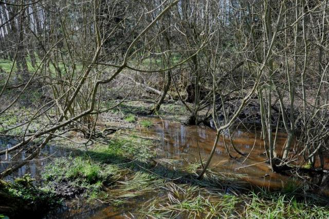 Lesní cestička od Skočic ke Dvorci