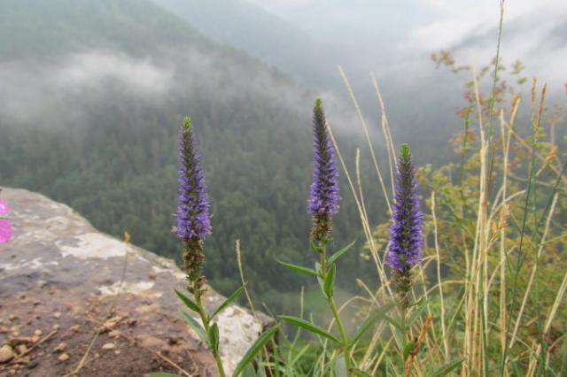 Fotografie z letních pobytů v přírodě
