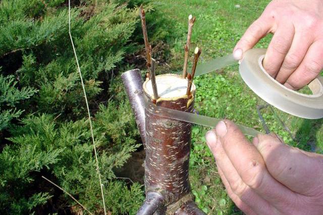 Povídání o tradičních odrůdách jabloní a hrušní s praktickou ukázkou roubování